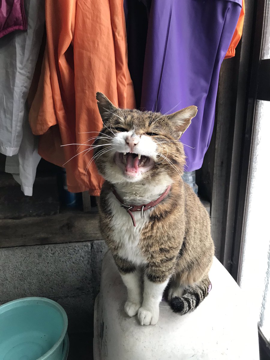 土肥美帆 ケンジdeゲンキ 顔デカ猫さんのライバルシロウちゃん これまた味のある猫 味猫 土肥美帆 ケンジdeゲンキ 顔デカ猫さんのライバルシロウちゃん これまた味のある猫 味猫