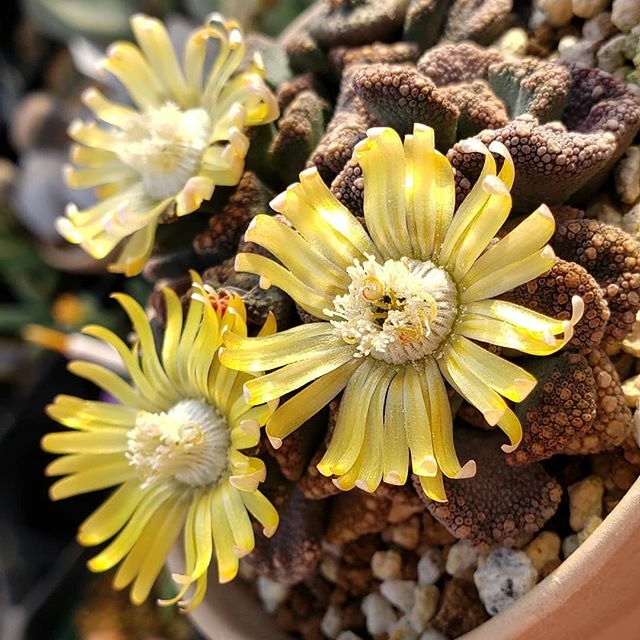niche_plants's tweet photo. .
気温低くても
頑張って咲いてる⤴︎ ⤴︎⤴︎
.
#Titanopsis #calcarea
#Titanopsiscalcarea
#Titanopsis_niche
#チタノプシス #天女 #天女_niche
#seedlings #実生
#nonfilter
#岩手 #岩手多肉 https://t.co/vXTBGfLw76 https://t.co/nPtUX413I8
