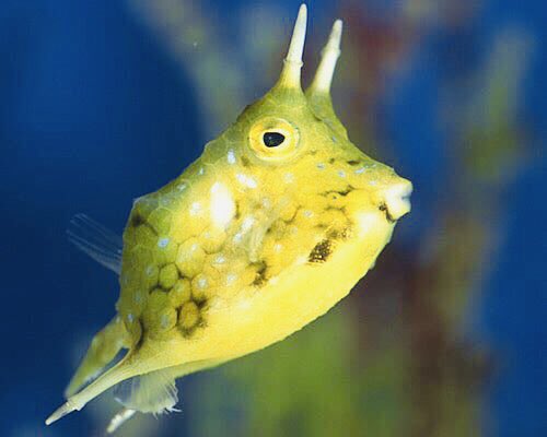 .   Norman            Horned   Powell            Boxfish