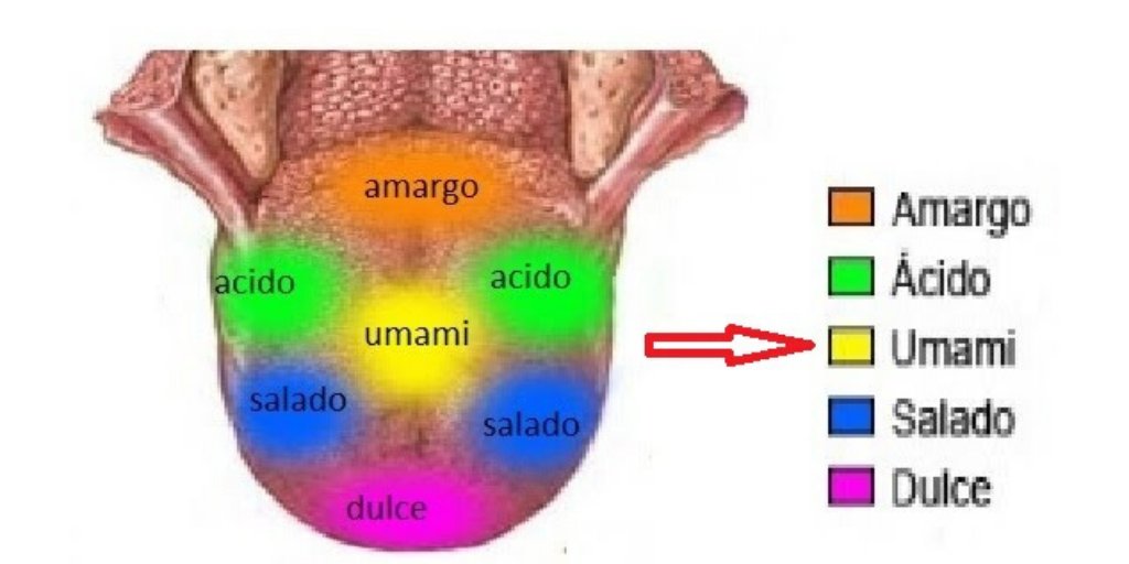 luzclemayorga's tweet photo. #vocabulario – Los cinco sabores básicos son dulce, ácido, amargo, salado… y ‘umami’. Voz no registrada, que proviene del japonés (うま味). Significa sabroso, delicioso. El primer umami que conocemos es la leche de mamá. https://t.co/iKL4OnWmv5