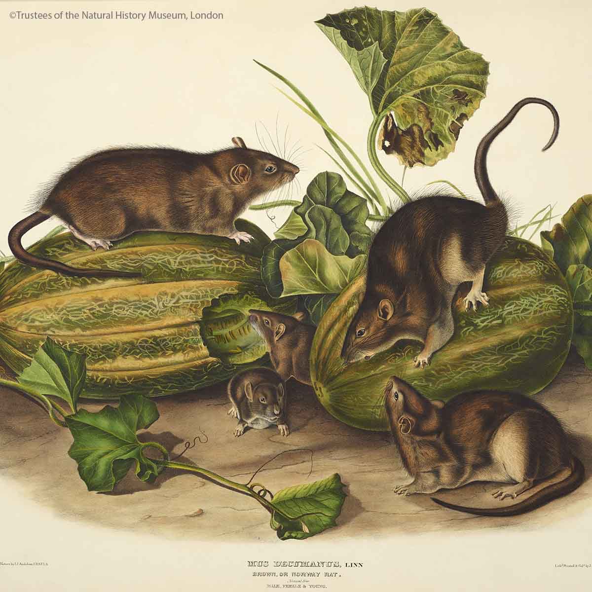 The Complete～History of RATS&STAR～ The Complete～History of