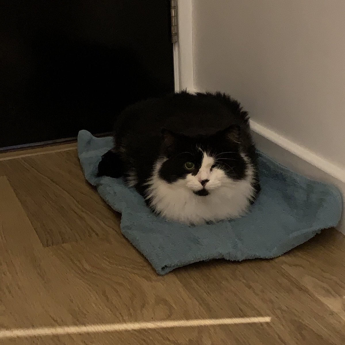 jo_bazz's tweet photo. I’d like to introduce you to my new one eyed large sön, Odin 🖤 https://t.co/x5LuQ7TB3P