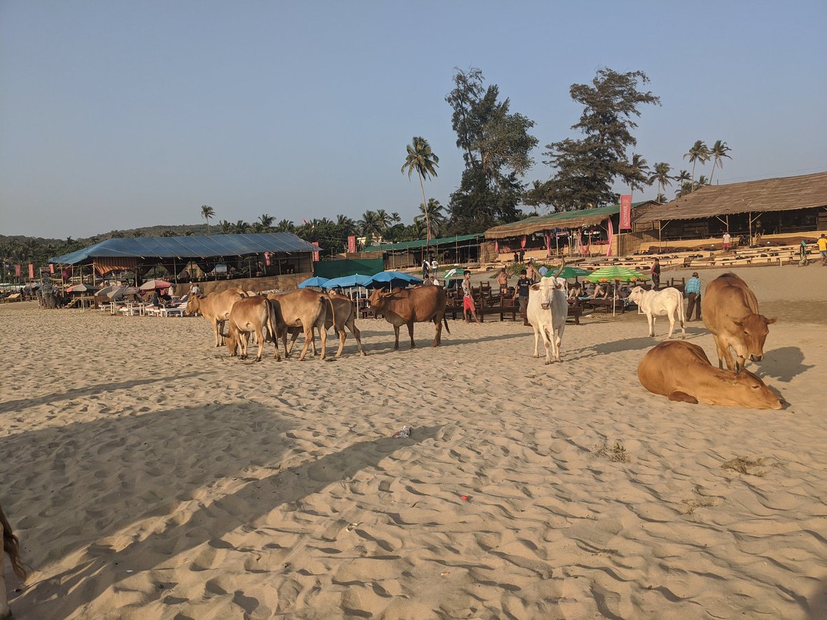 icallingh's tweet image. This is totally normal.  Moove along.