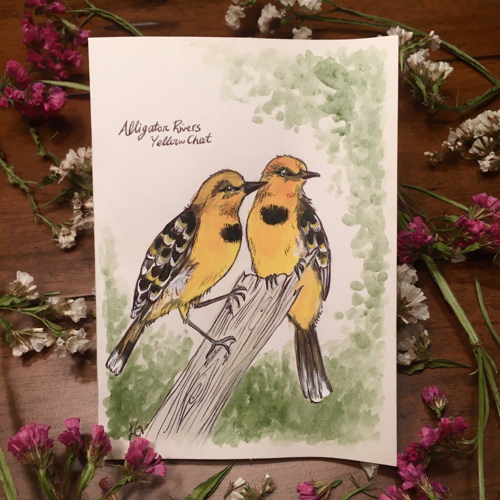 lisamgutcher's tweet photo. Hi Twitter so I made some Australia bird cards and am donating all the profits to World Wildlife Fund so they can replant some trees in the burned down crucial habitat!!! Only $8 each!!! #artforaustralia #birdlove #pleasehelpmeout https://t.co/kYXDiYmC7q
