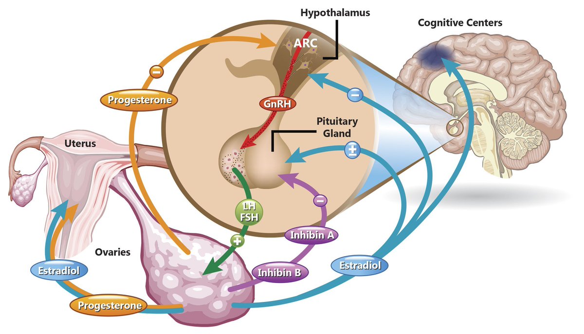 Гормоны вырабатываемые мозгом. Гипоталамус и гипоталамо-гипофизарная система. Система гипоталамус гипофиз яичники. Гипоталамо гипофизарная яичниковая система. Гипоталамус гипофиз яичники схема.