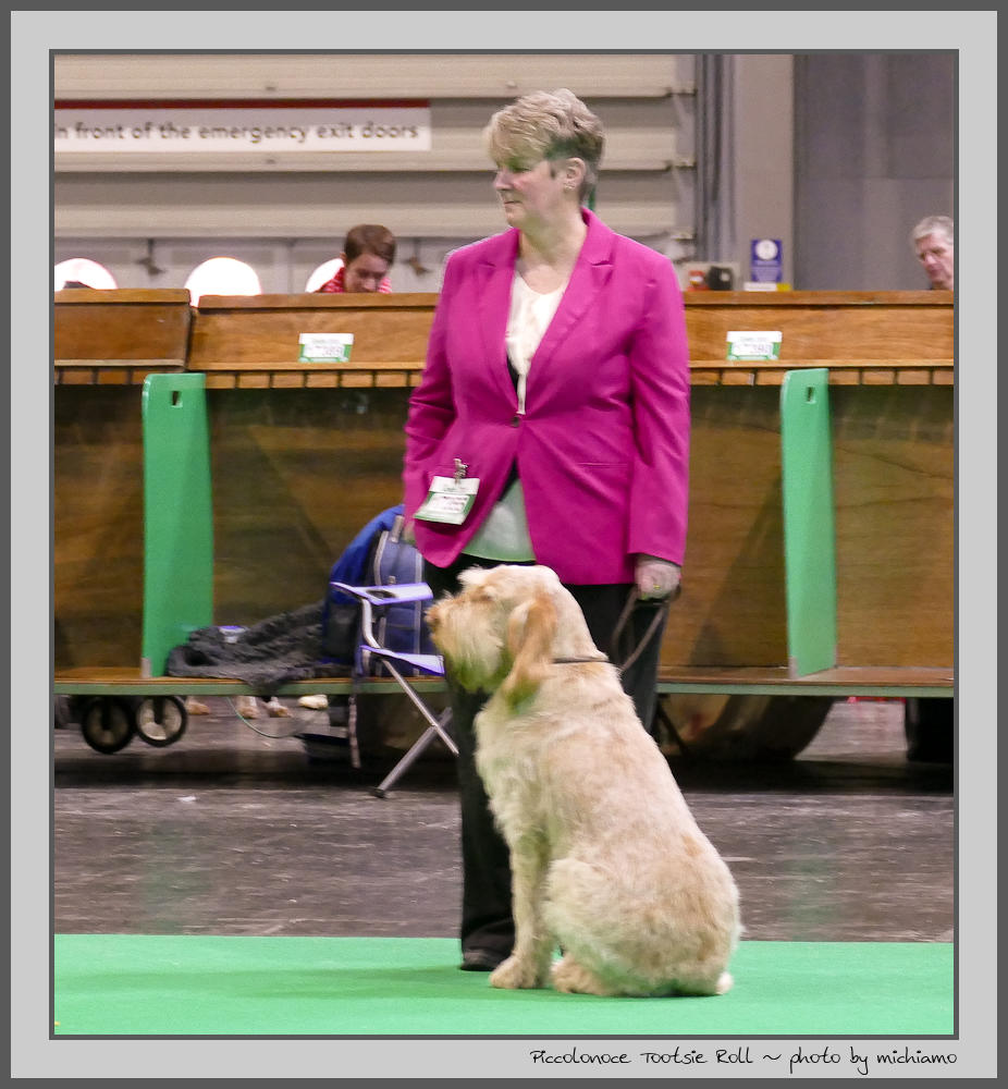DogsBGood's tweet photo. Not long till Crufts and in the ring with 2 this year. #crufts #spinoni #dogshowing https://t.co/EzCupeq3IB