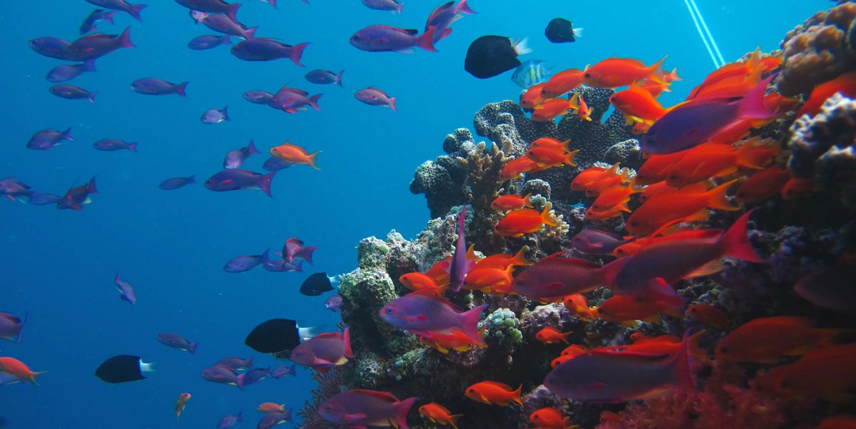 StrawsOcean's tweet photo. Sea turtles 🐢 provide an important link to marine ecosystems, such as coral reefs and seagrass beds, some sea turtles also eat large numbers of jellyfish 😍 https://t.co/aPlduLiKsv