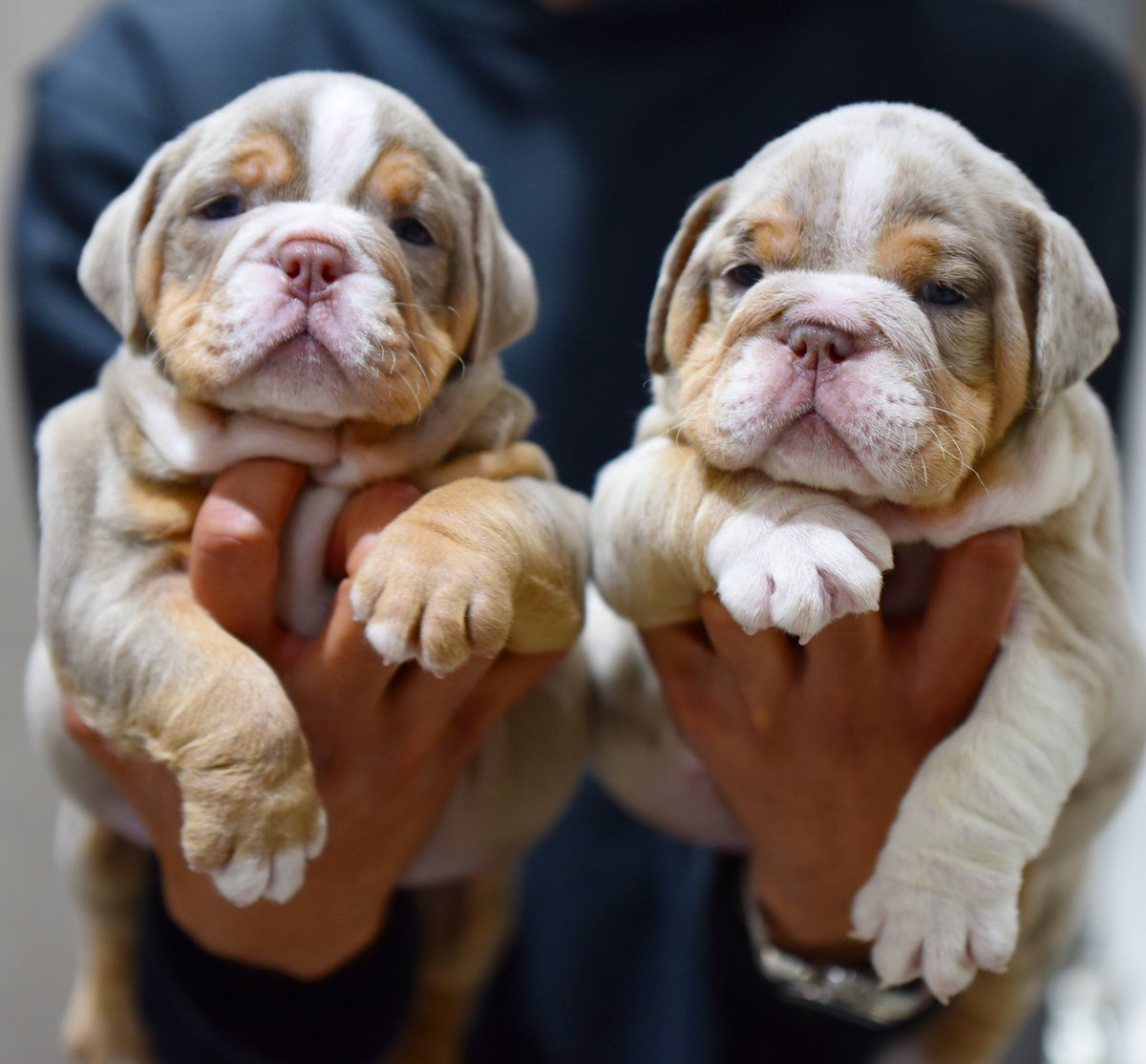 epic_bullyz's tweet photo. Look at these two 🐶❤️🔥
#adorable #CutePuppies https://t.co/N7bU1fiIGP