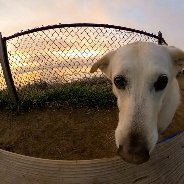 brucefriedman's tweet photo. Beautiful things #camping #beachcamping #gopromax #goprofamily #doggie #goprodog #cardiffbythesea #sunset https://t.co/knCtej0ioc https://t.co/nqBLdAbUAt