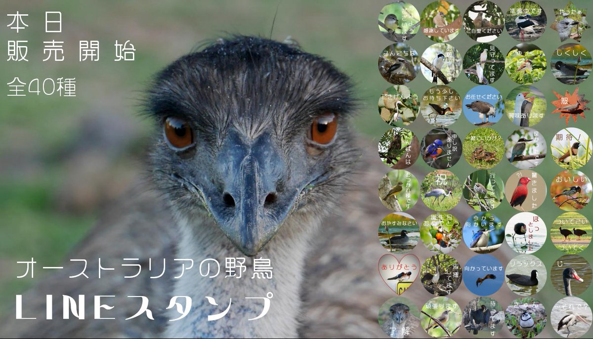 エミュー Emu Lineスタンプ発売中 Australiaの野鳥 Emu0922 Twitter