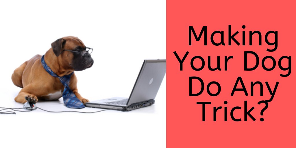 OutdoorSmarter's tweet photo. What Do You Know About This Mind-Blowing And Secret Dog Training Technique https://t.co/bnfWkCQhTW To Make Your Dog Do Any Trick?
#Dogs #doggy #marchforlife2020 #FridayFeeling #RightMatters #Goya2020  #PuppiesVideos #PuppyPlay #puppylove #puppy #puppiesofinstagram https://t.co/2RpJkXRdlC