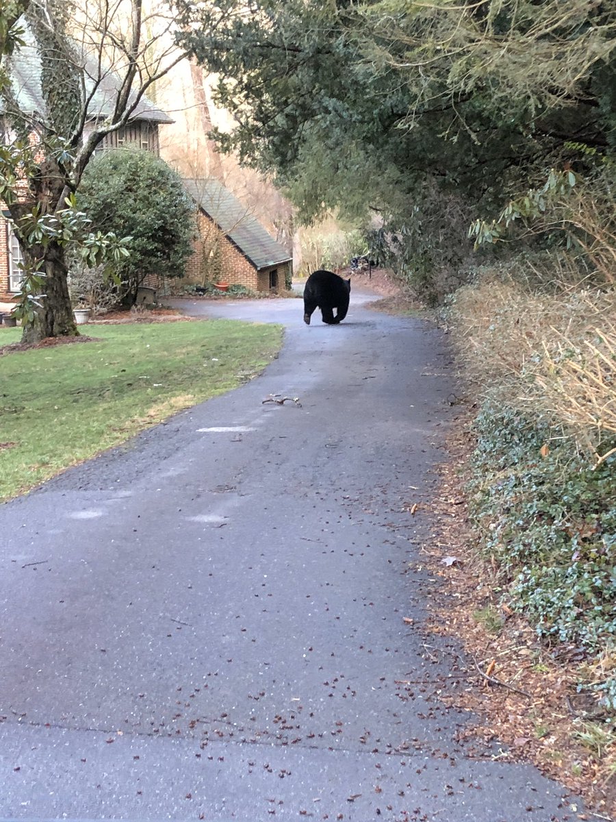 BrianTurnerNC's tweet photo. Just a friendly reminder that they don’t really hibernate in WNC. #AvlBears @NCWildlife https://t.co/7KW6AI5S0O