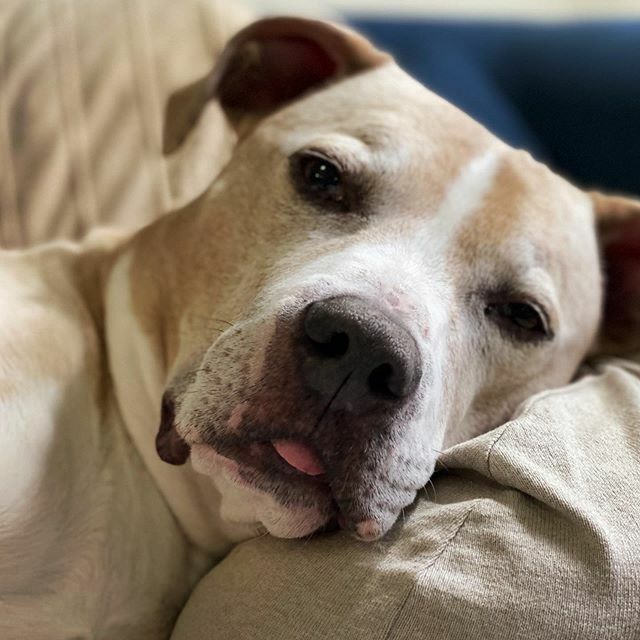 This me blep 
#ellethedog ift.tt/3aHjFOF