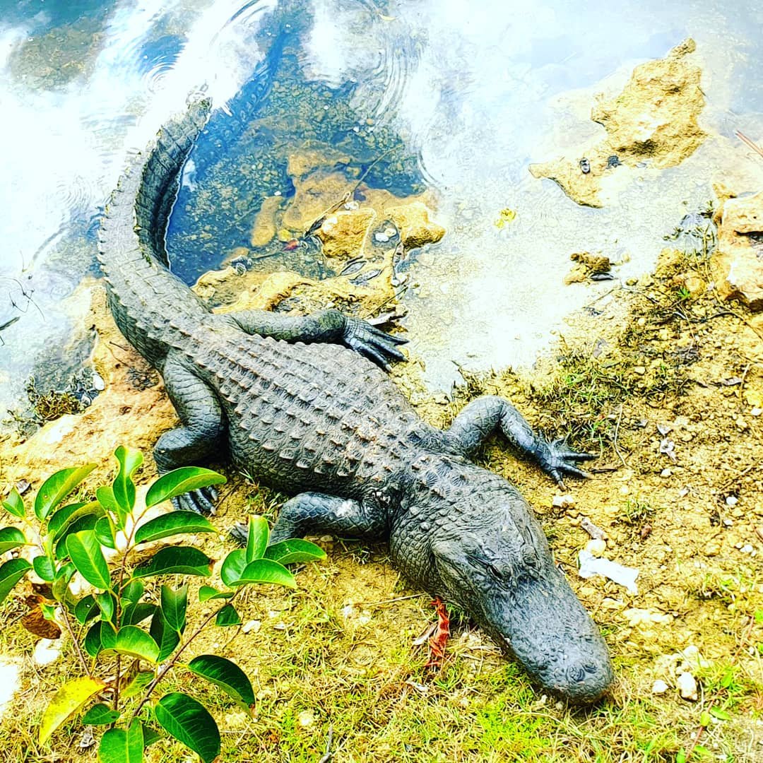 olszowski87's tweet photo. Everglades 2020 https://t.co/ZGeoEgdr22
