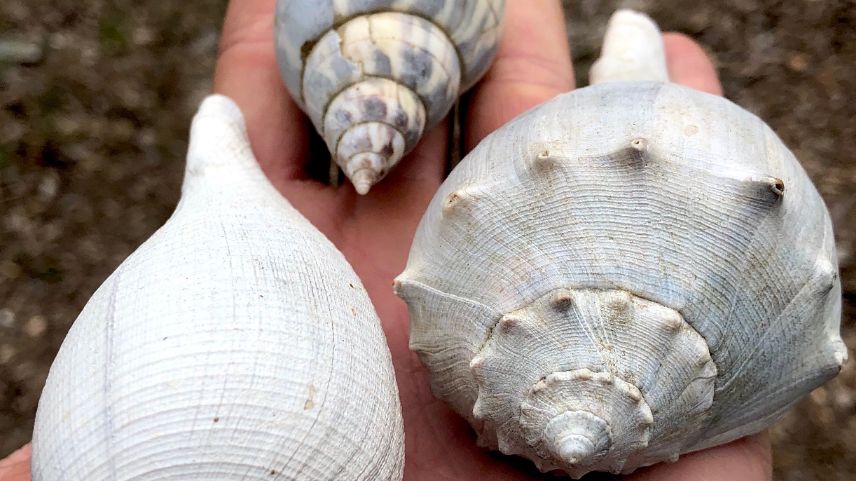 The beauty of nature in the palm of our hands! 🐚 📸: Naturalist Cohen