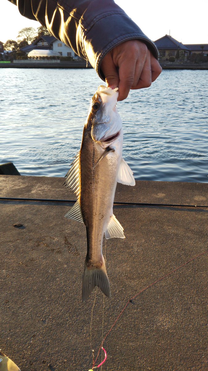双葉もえか バス釣り初心者 Ro休業中 １月２１日涸沼川にて 初釣り海 ー ノ ブラックバスじゃなくてシーバスが 今年１匹目 W ﾍﾟｼｮ
