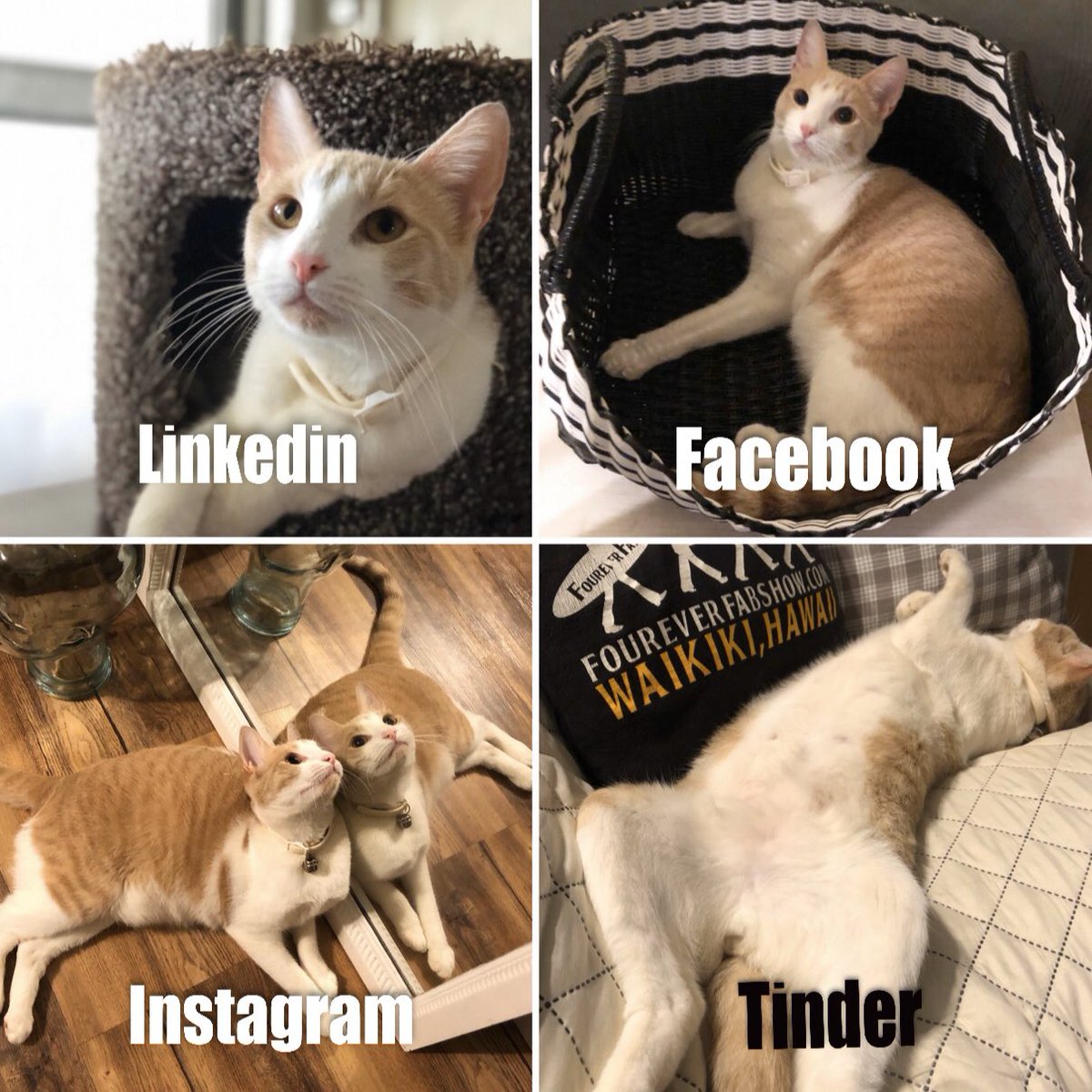 MiwaOgletree's tweet photo. Here we go! This is my PanPan, the #YellowTabby with his #socialmedia handles #LinkedIn #Facebook #Instagram and #Tinder. ๐ใ#Catlovers #Cats #HiCats https://t.co/UVcaHHvrLv