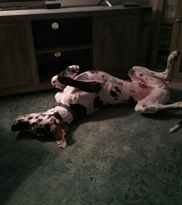 SimplyIdentical's tweet image. Silly boy!❤❤ #Twitter #twins #twinsisters #twinlife #dogmom