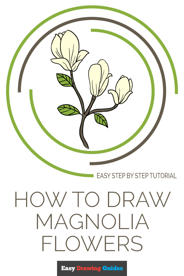 Magnolia Flower Drawing Step By Step
