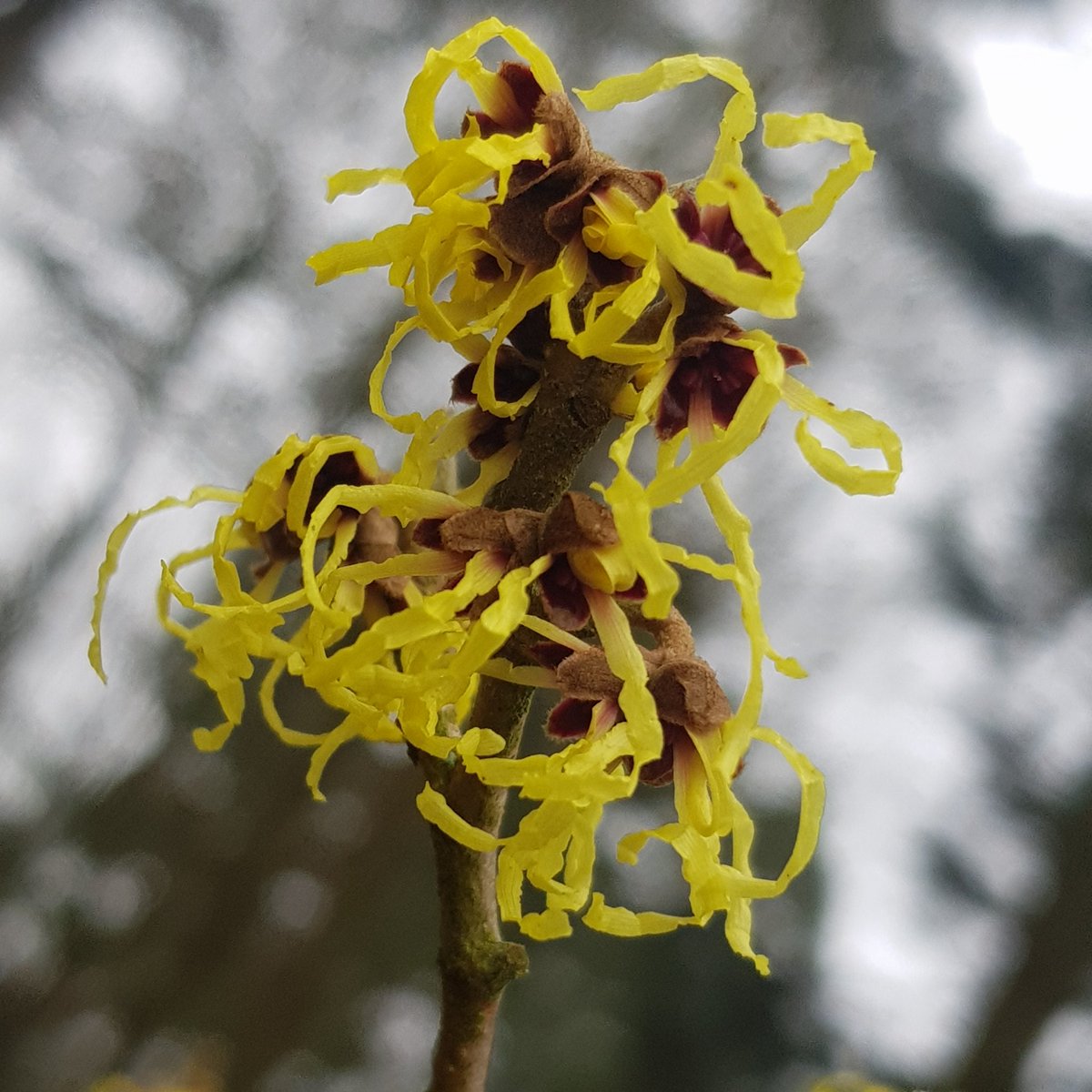 RhoRhoPhotos's tweet image. Great visit to @BatsfordA for a chilly wander around seeing spring beginning to thrive. #photography #rhorho #adventuresofrhorho #lensball