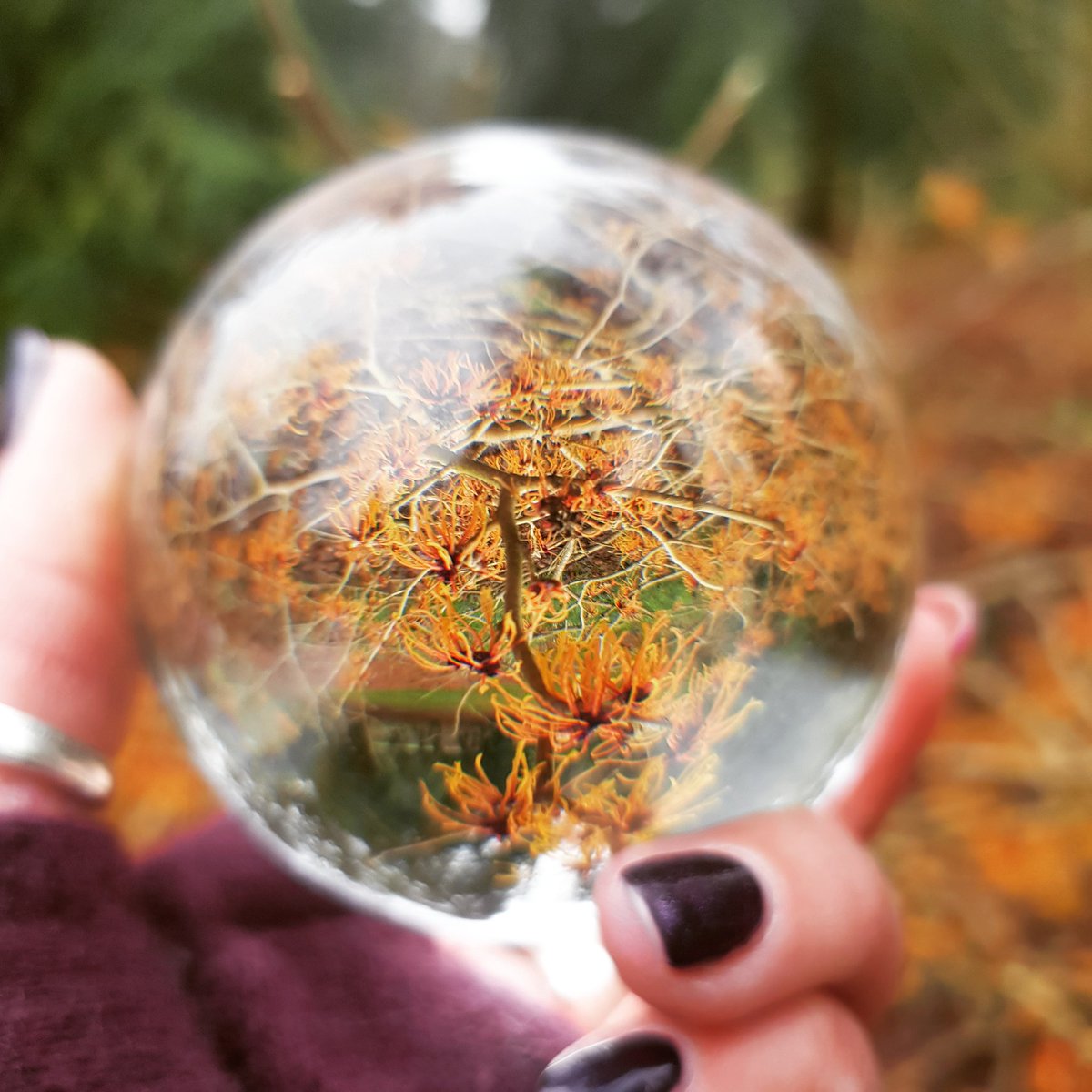 RhoRhoPhotos's tweet image. Great visit to @BatsfordA for a chilly wander around seeing spring beginning to thrive. #photography #rhorho #adventuresofrhorho #lensball