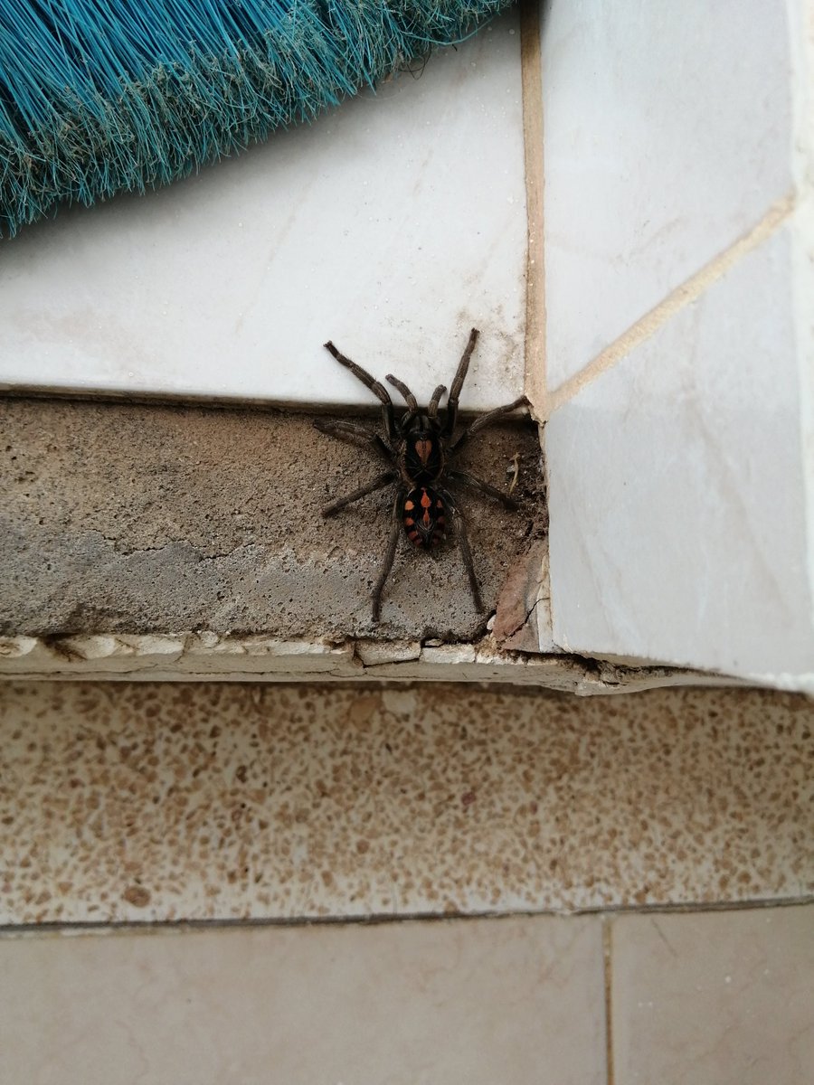 PPhotodependent's tweet photo. Hola @Arachno_Cosas quiero saber que araña es, estoy en Lorica, Córdoba, Colombia. https://t.co/X352oNhwXn