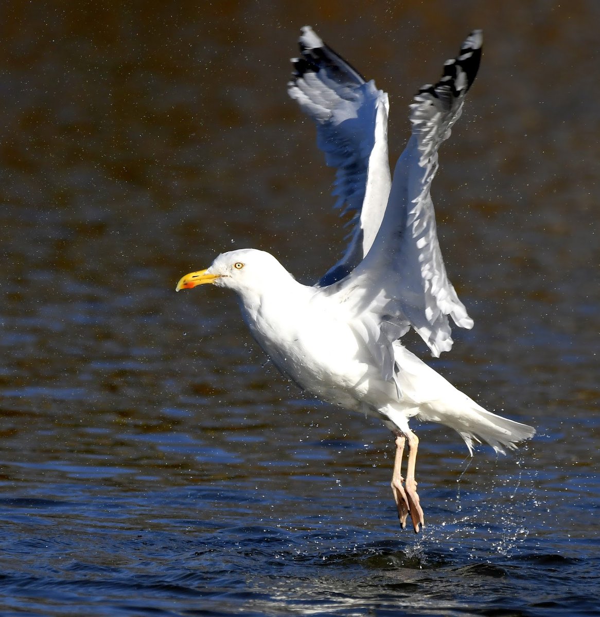 50. Herring Gull  #BigGardenBirdWatch