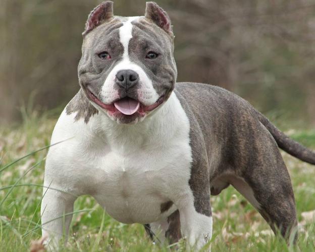 hectorcardozo71's tweet photo. @cxrrly Esos son América bully similar al pitbull https://t.co/DDi1BHvZGb