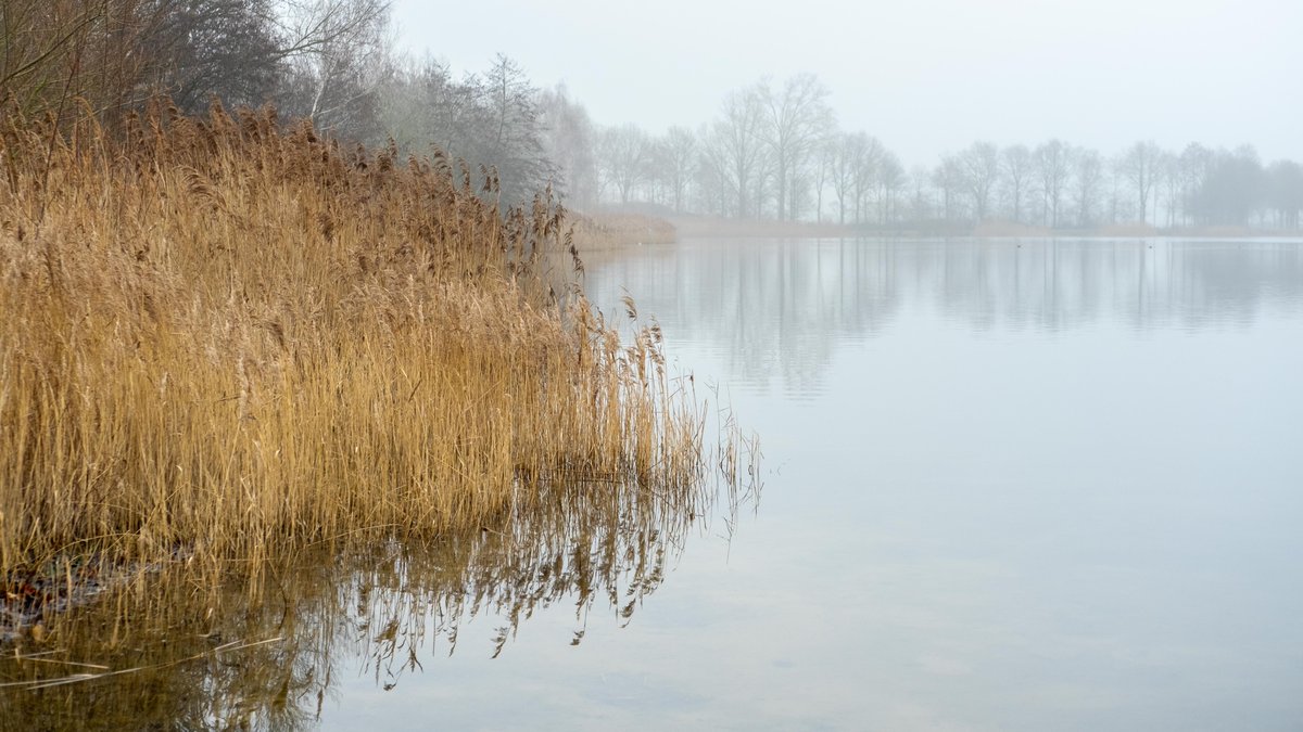 burryandenbrink's tweet photo. Vanmiddag ontstaat er weer #mist #water #spiegelglad #windstil #grijs #riet #landschap #achterhoek #stroombroek #weerspiegeling #weerfoto @weeronline @helgavanleur @Talpaweer https://t.co/JJHdrhiqyk