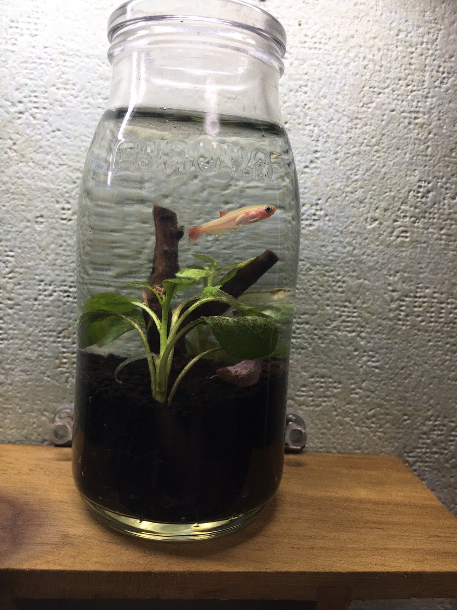 細々とアクアリウムをする人 1代目牛乳瓶はこうなりました 普通のアカヒレじゃ面白くないかなと ゴールデンアカヒレとミナミヌマエビが入ってます アクアリウム ボトルアクアリウム 細々とアクアリウムをする人 1代目牛乳瓶はこうなりました 普通のアカヒレじゃ面白くないかなと ゴールデンアカヒレとミナミヌマエビが入ってます アクアリウム ボトルアクアリウム