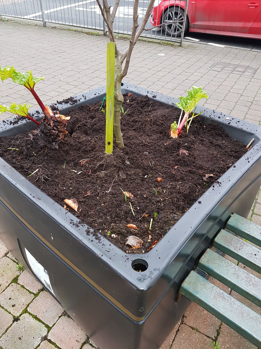 NathanEvansTeam's tweet photo. Thanks to @ukpremierblinds for the donation of #timperleyearly for some of the village planters. A rather apt addition to the village #timperley #rhubarb #nwinbloom https://t.co/RPlmaQFKhz