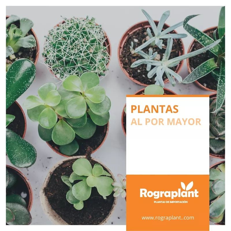 Rograplant's tweet photo. 🙋‍♀️¡+ de 10.00 EJEMPLARES DE PLANTAS AL POR MAYOR!
ENVÍO A CUALQUIER LUGAR DE LA PENÍNSULA GRATIS EN 24 HORAS!!! *Solo venta al por mayor. 🌴🌲💐
#floristerias #viveros #mayoristaplantas #plantasonline https://t.co/Iu88YgADFM