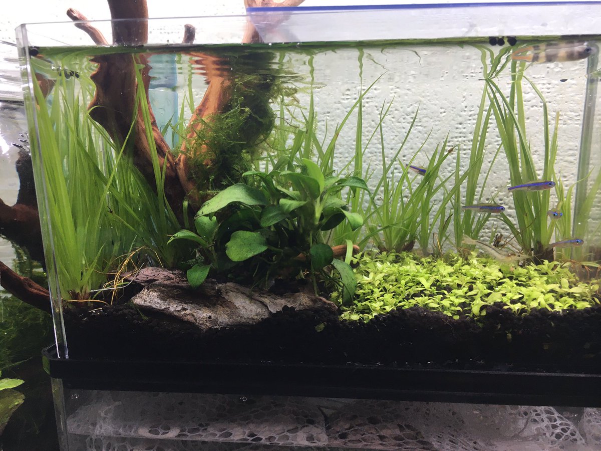 細々とアクアリウムをする人 در توییتر オール100均のオーバーフロー水槽がこうなりました なんという事でしょう あの何もなかった水槽が賑わっているではありませんか アクアリウム 水草水槽 机の上のオアシス