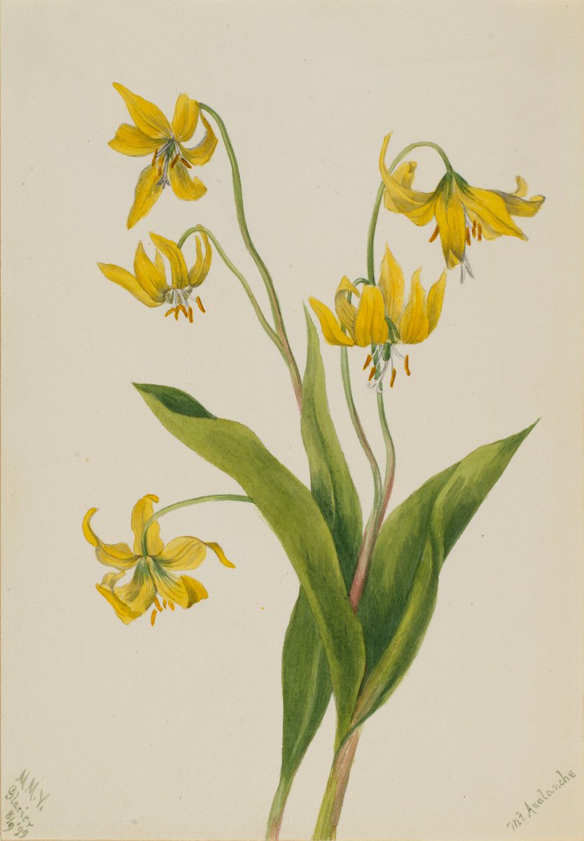 Watercolor on paper of yellow lily blossoms and green leaves.