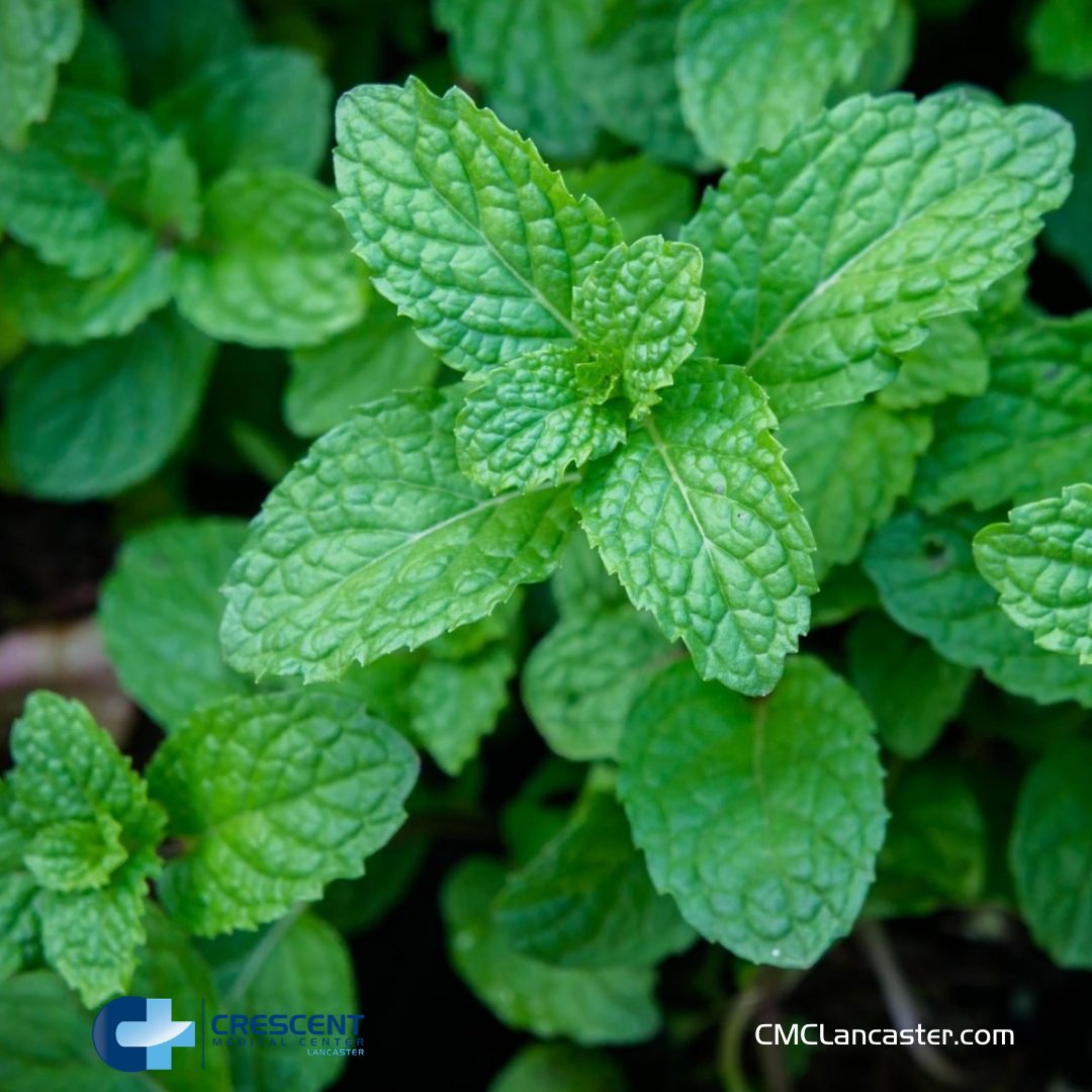 CMC_Lancaster's tweet photo. Could peppermint help sharpen your focus? In a small study, capsules of peppermint oil helped people process problems longer without getting mentally tired. The herb’s sharp smell may also boost your memory and keep you extra alert. https://t.co/4IEkqArN5z