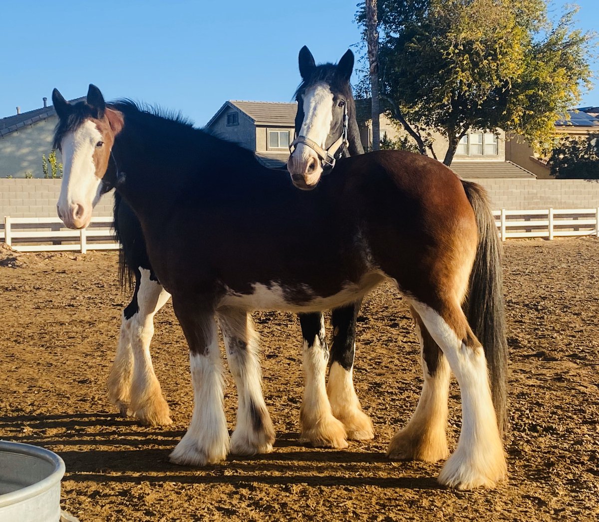 USACPF's tweet photo. Forever the best of friends! •
•
•
•
•
#clydesdales #usacpf #gilbert #morning #arizona #azgives #clydes #draft #drafthorse #horses #picoftheday #love #equine #nonprofit #gentlegiant #volunteer #2020 https://t.co/iGiv41a7v5