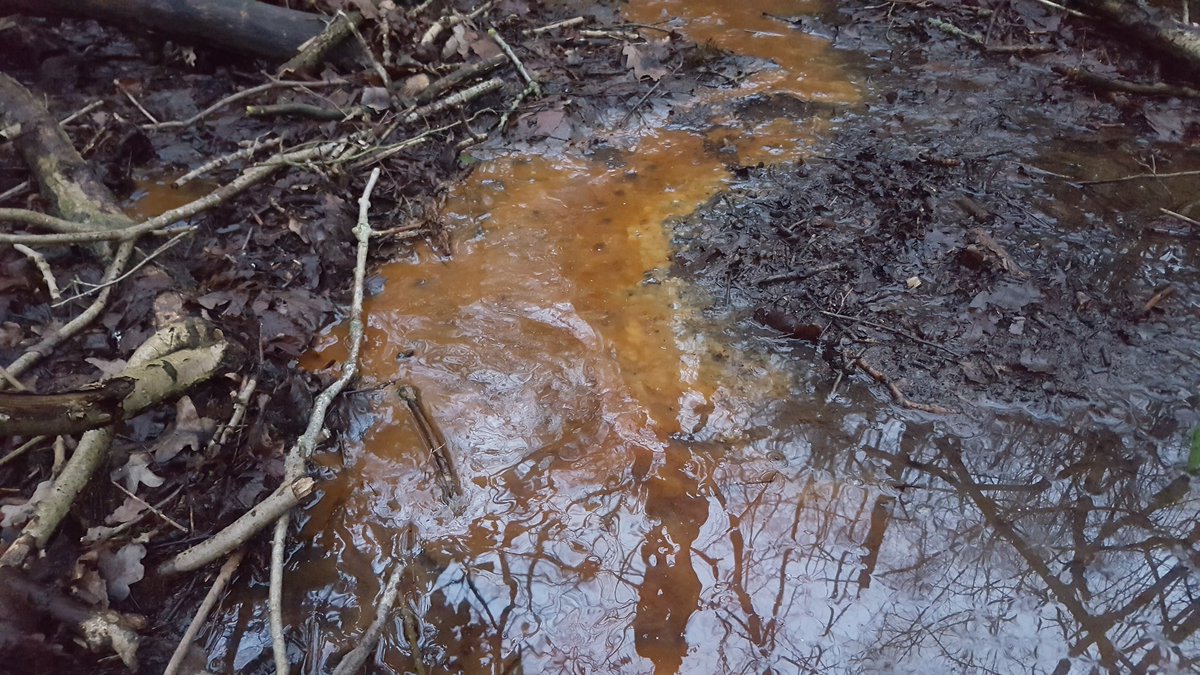 PaceBarry's tweet photo. Whilst #Fungi was few & far between The #FerricWheel is spinning furiously with lots of #Ochre from some very busy #IRB iron bacteria.. gutted I had no pots.. π¬ May pop back tomorrow to collect a bit... π€π¬ https://t.co/VNTDP6qwRk