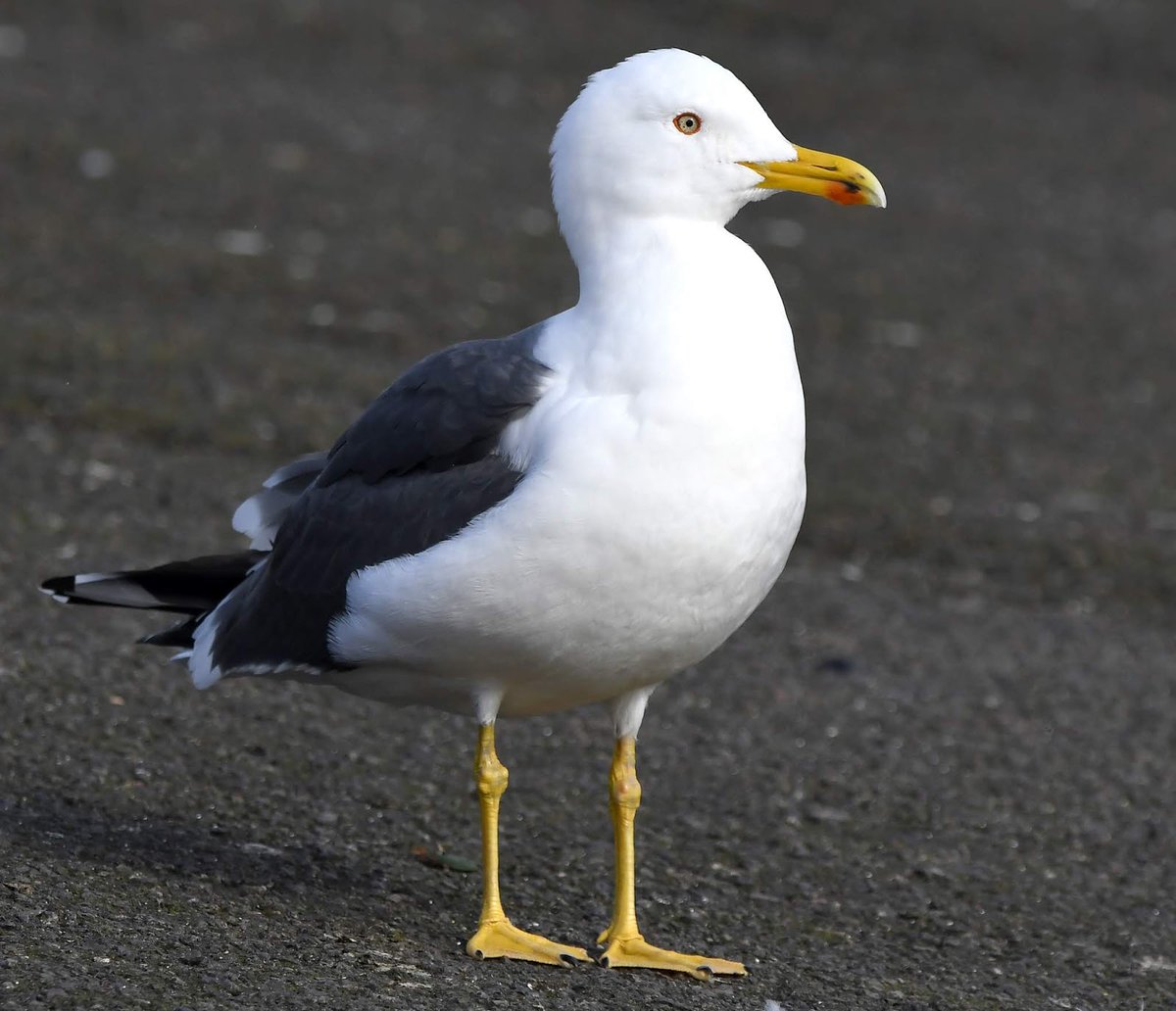52. Lesser Black Backed Gull  #BigGardenBirdWatch