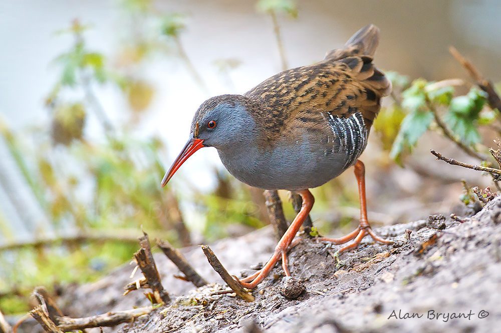 alanbryant123's tweet photo. 1 of the 3 Water Rails that i saw mooching around in front of the Willow Hide @WWTSlimbridge on Friday(24.01.2020) @slimbridge_wild @WWTworldwide @GlosBirds https://t.co/4RcSBdzT1i