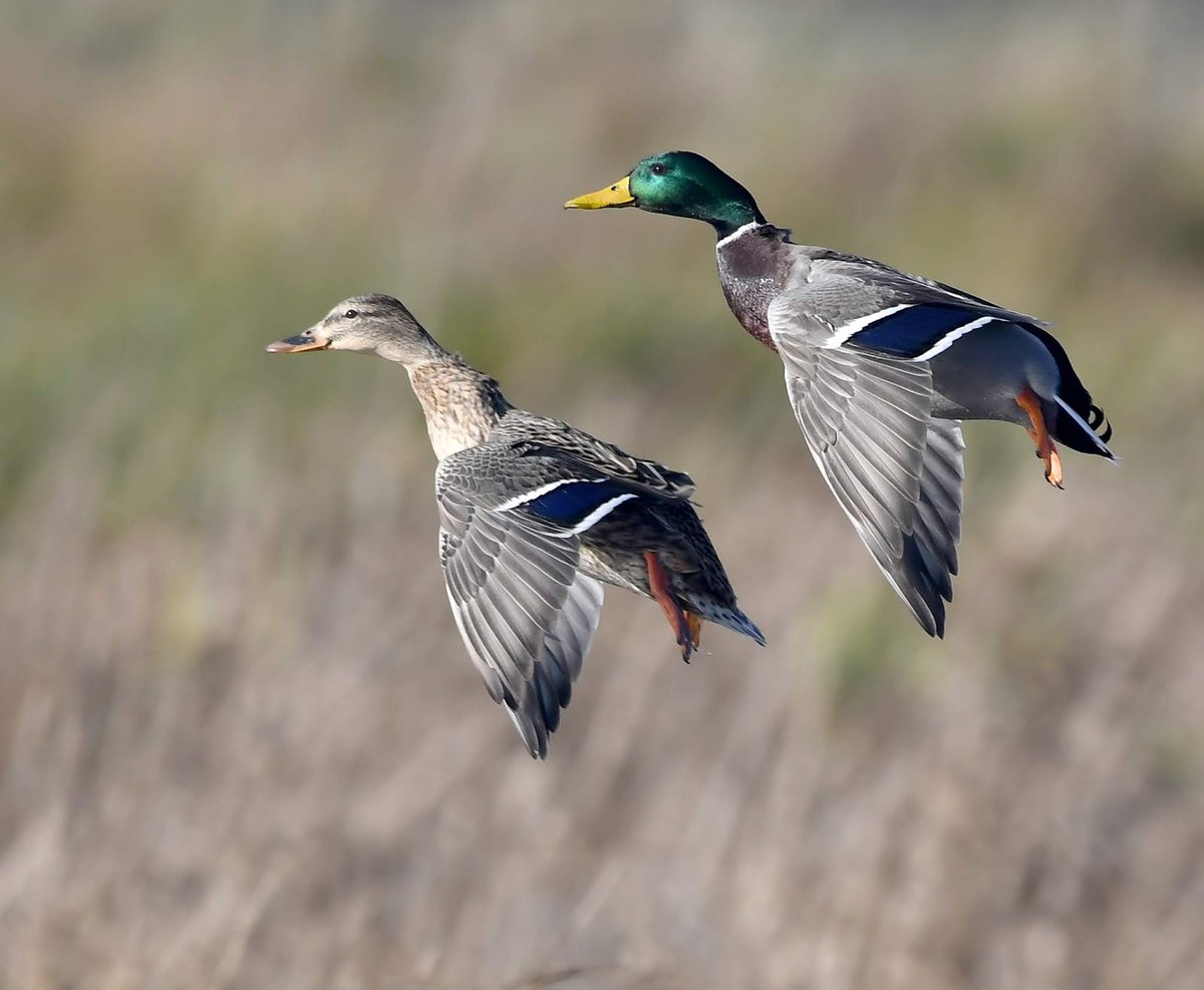 53. Mallard (Male and female)  #BigGardenBirdWatch