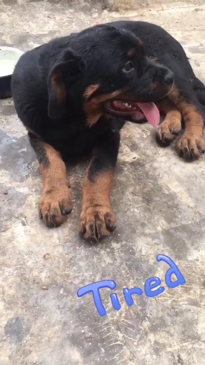 Zeyyadd9's tweet photo. The owner/the pet🐕 https://t.co/uZQKINvmvo