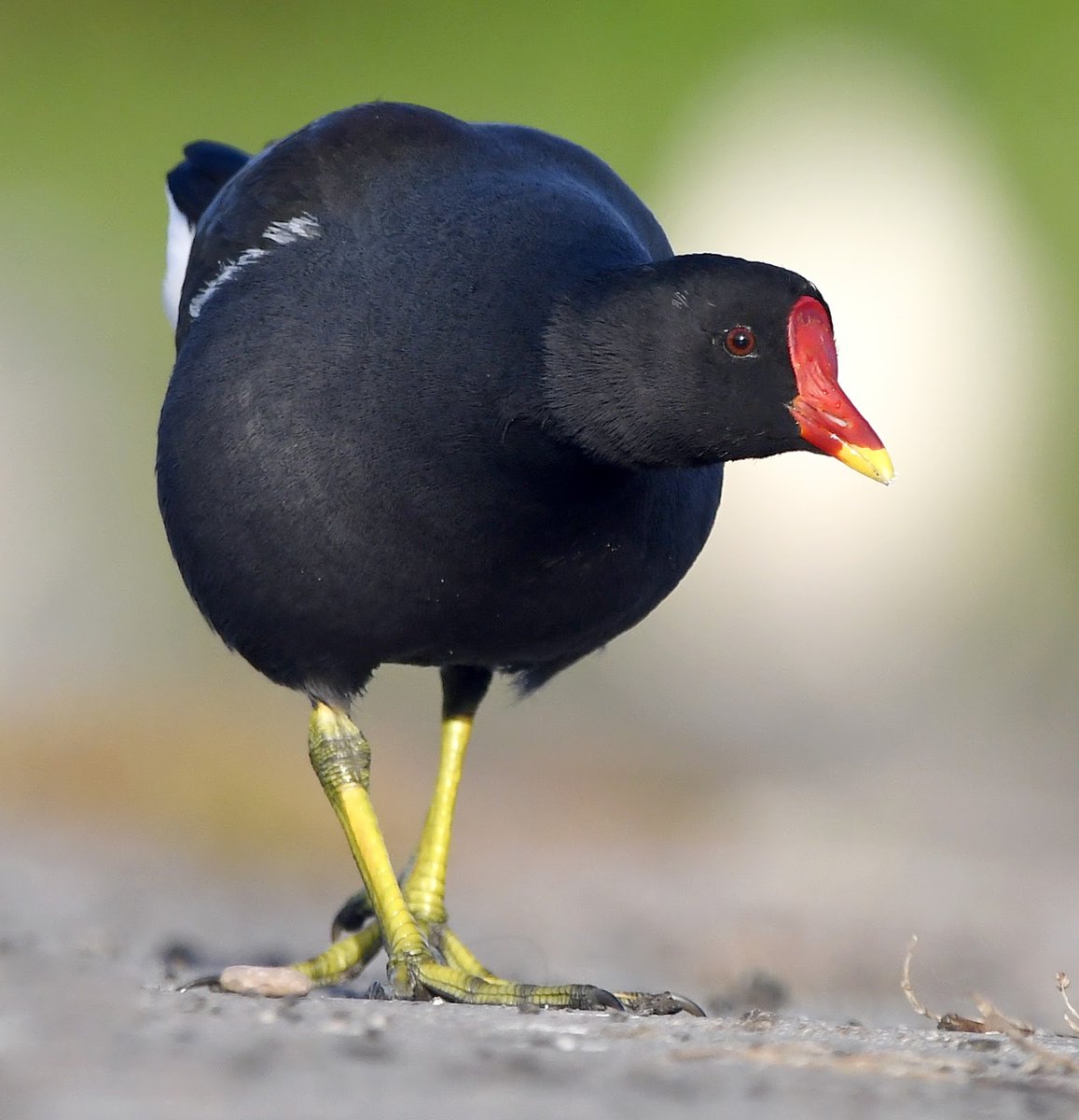 54. Moorhen  #BigGardenBirdWatch