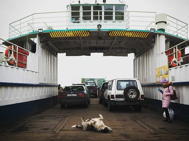 nick_kharchenko's tweet photo. Dog'n'roll https://t.co/BgMaLgx1TY https://t.co/oF1RyovWtH