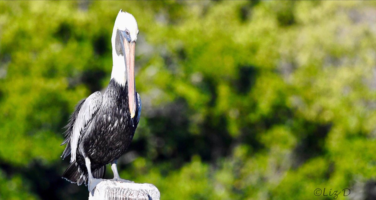 An adult Brown Pelican is perched on a wooden post.