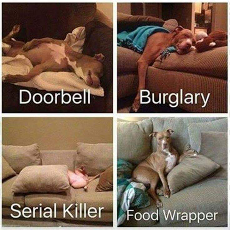 #doggiechallenge