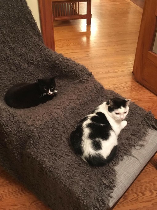 @CourtneyBelleX my parent's cats https://t.co/aM1zq0MBN1<a class="tags" target="_blank" title="On Twitter" href="/?out=eyJ0eXAiOiJKV1QiLCJhbGciOiJIUzUxMiJ9.eyJpYXQiOjE3MjU1NDY5MDMsImlzcyI6InR3cG9ybnN0YXJzLmNvbSIsIm5iZiI6MTcyNTU0NjkwMywiZXhwIjoxNzU3MDgyOTAzLCJyZWRpcmVjdF91cmwiOiJodHRwczovL3R3aXR0ZXIuY29tL0NvdXJ0bmV5QmVsbGVYIn0.38Ju8_9-scmv8RKTPJ7PGePmeAmeG3NmW3xr7R2at02j-rG-ub4bJxOLvj0fMKoYFM-MWrRhCOKKQ2-SCOD5Lw">@CourtneyBelleX</a>