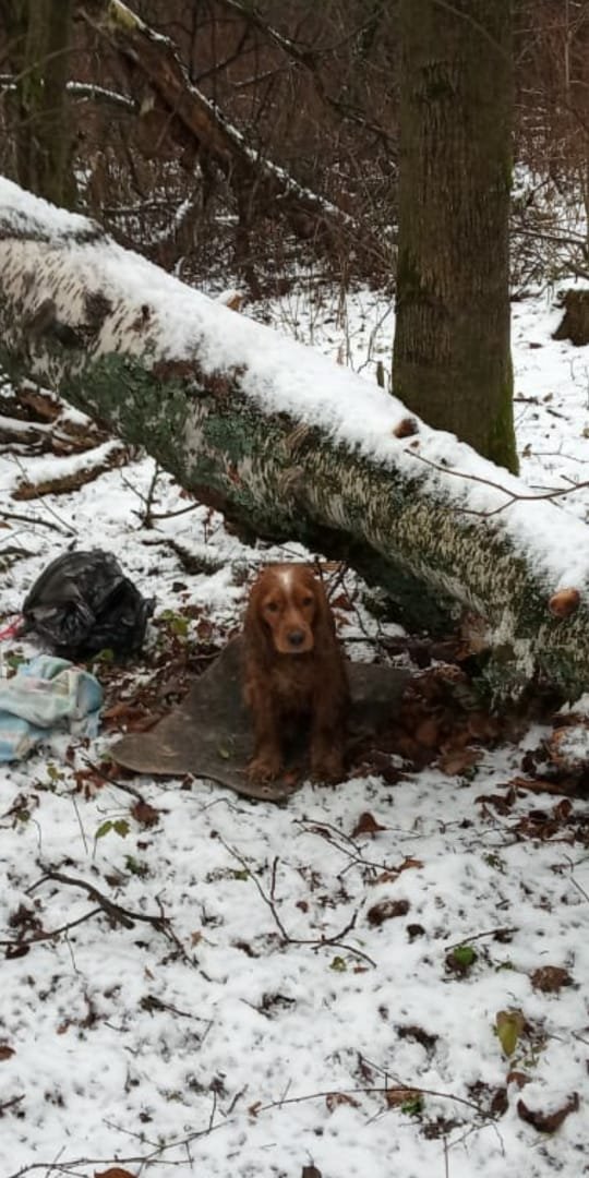 Рассказ о собаке. Информация о найденных собаках. Описание собаки. Потерялась собака объявления. Потерянные собаки.