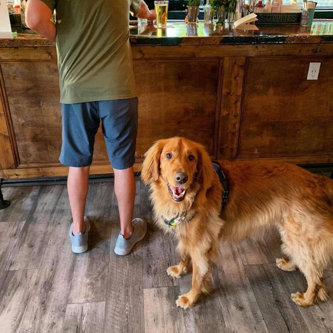 WicklowHeights's tweet photo. Does your pup have cabin fever from all the rain? 🌧️🐶 come and enjoy our drink specials from 12-6pm and bring your loveable pup! Photo courtesy of @brodybear6  || $15 domestic buckets, $20 mexican import buckets, $15 mimosa carafe, $6 Aperol Spritz, $6 bloody mary, $4 mimosa https://t.co/k3IuT7rojm