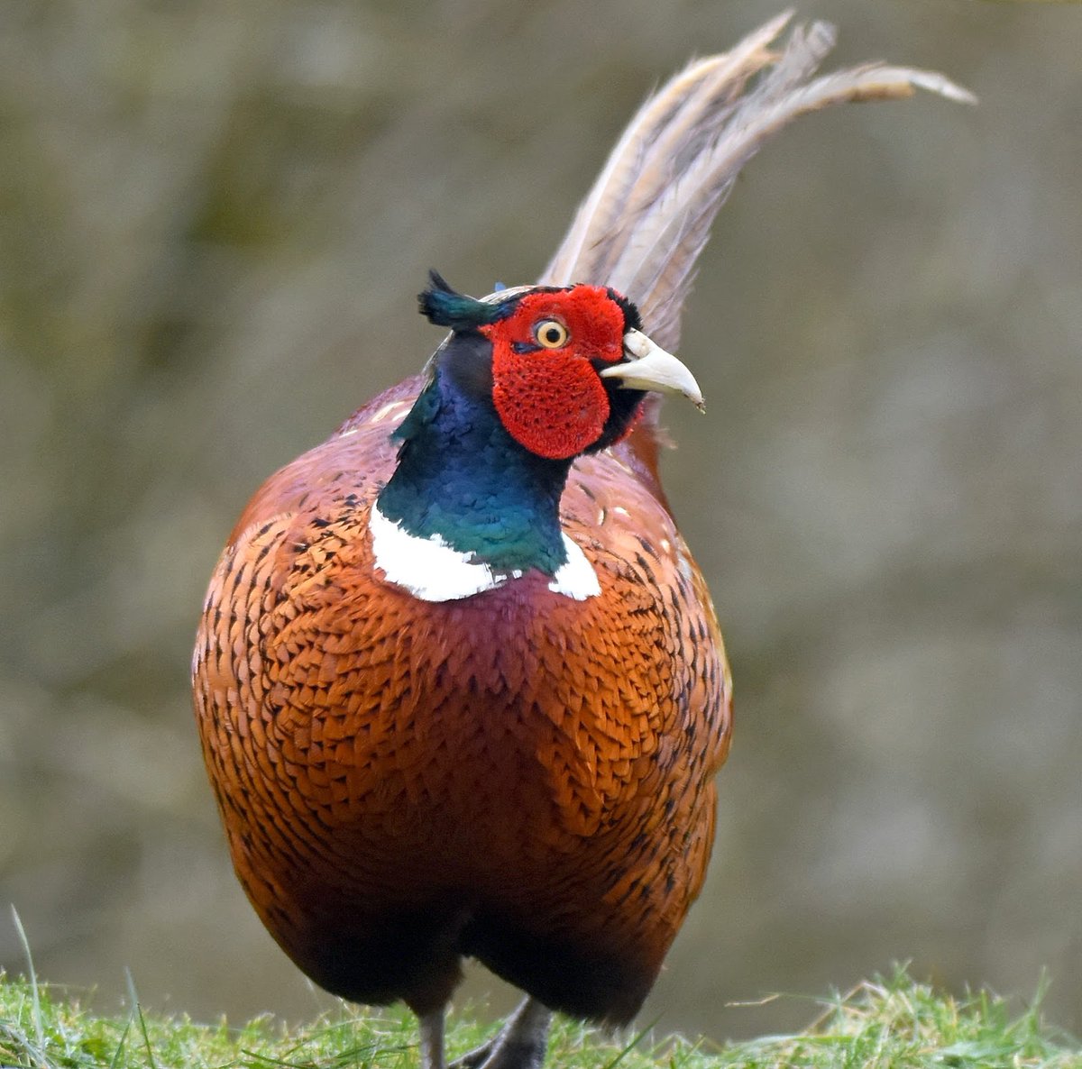55. Pheasant (Male)  #BigGardenBirdWatch