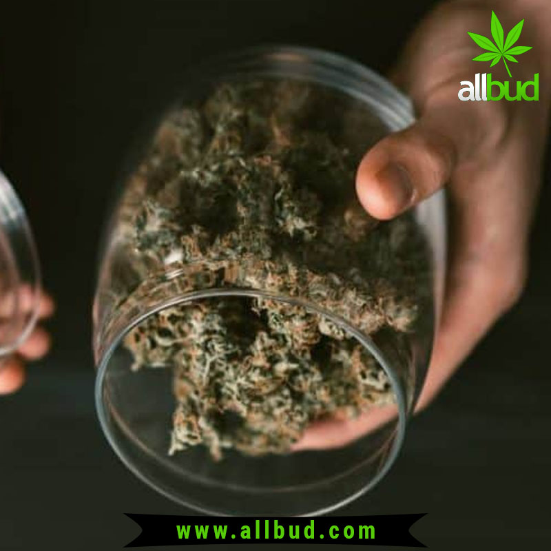 All_Bud's tweet photo. Lanny Swerdlow is a certified nurse and longtime cannabis activist in Southern California's Inland Empire. https://t.co/DmXSG6UqsV #allbud #Swerdlow #Strain #marijuana #weed #hemp #hybrid #sativa #indica #medical #use #enjoylife #healthy #cannabis #weedlife #enjoy https://t.co/WBY6MHxgC5